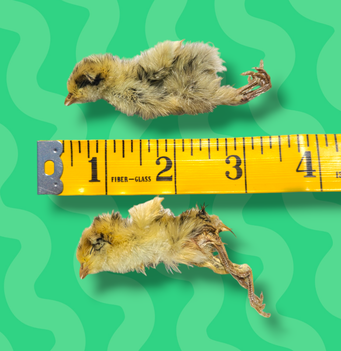 Quail Chicks image 2