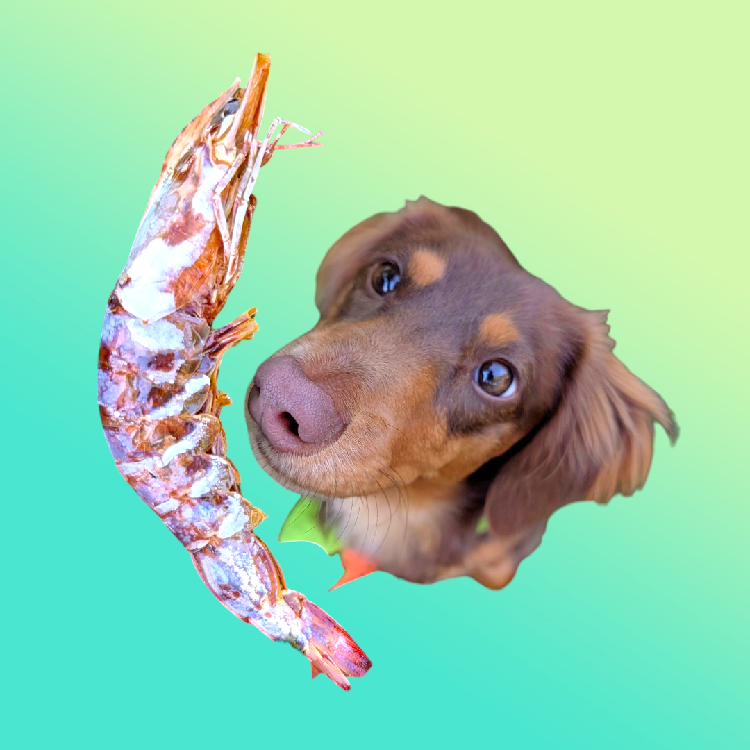 Head- On Shrimp image 2