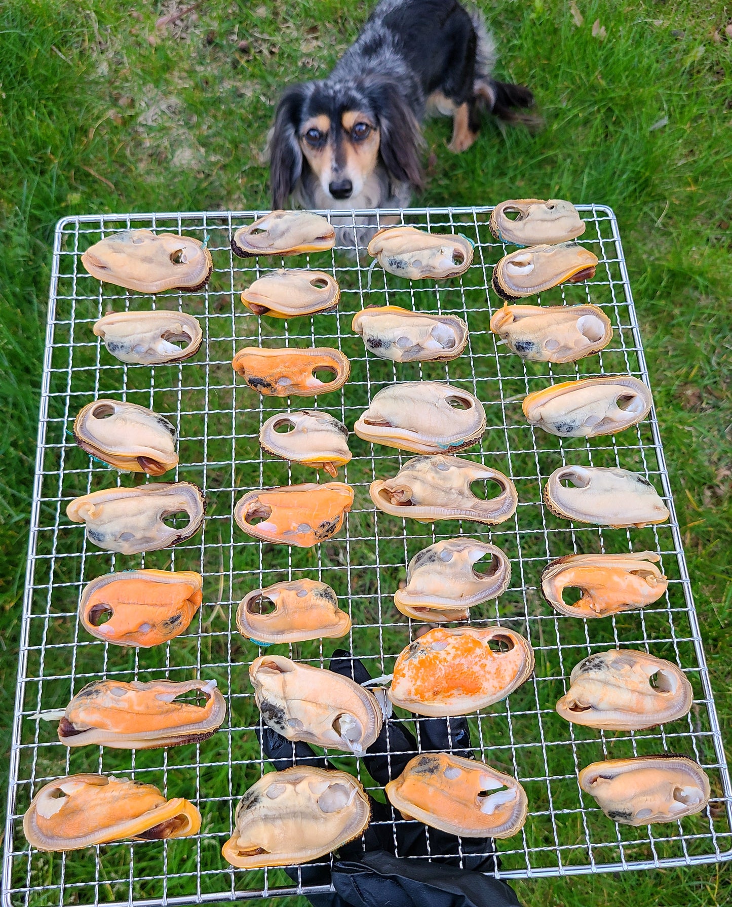 New Zealand Green Lipped Mussels image 1