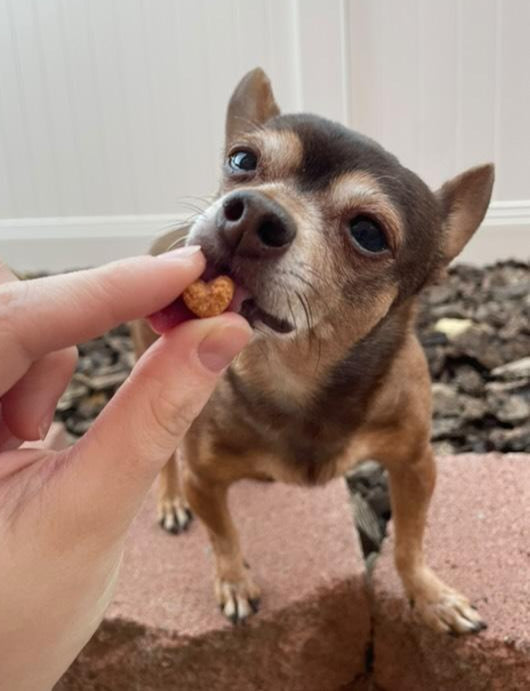 Salmon Training Treats image 2