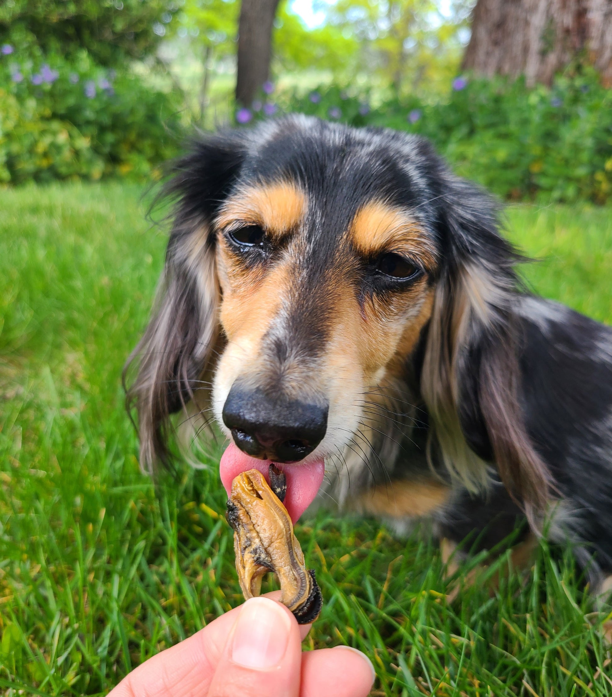 New Zealand Green Lipped Mussels image 5