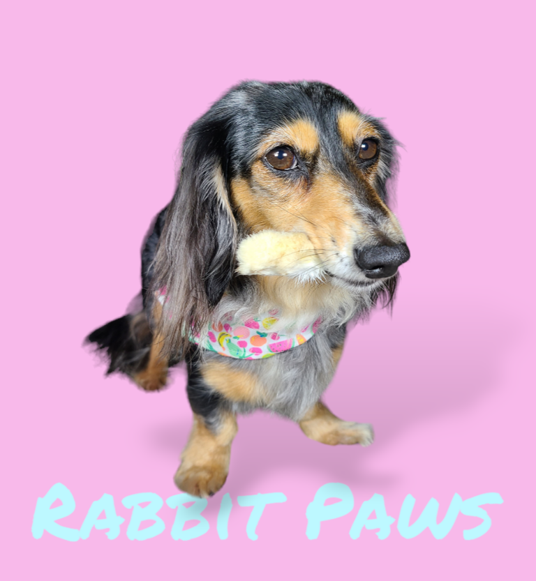 Rabbit Paws image 0