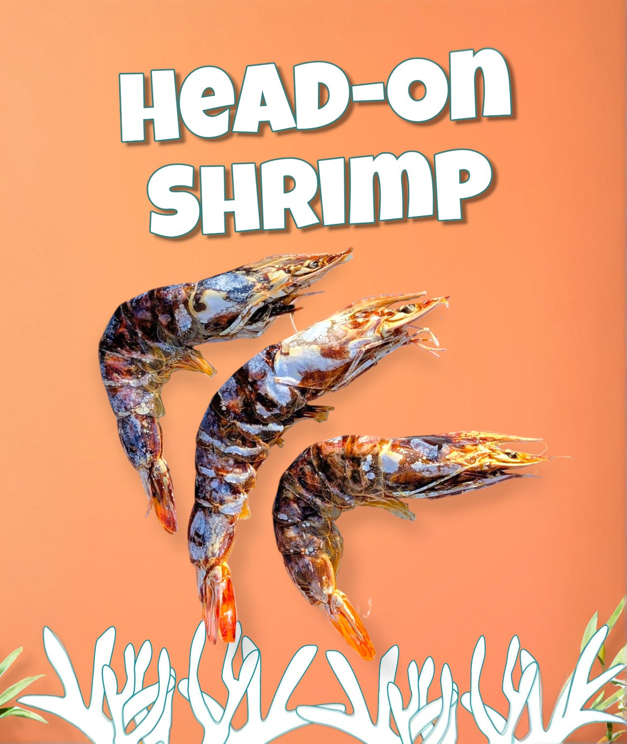 Head- On Shrimp image 0