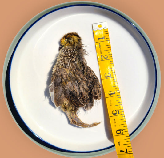 Whole Prey Quail image 1