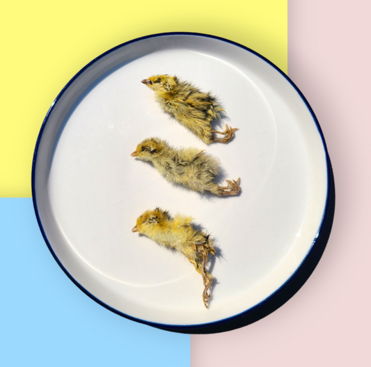 Quail Chicks image 1