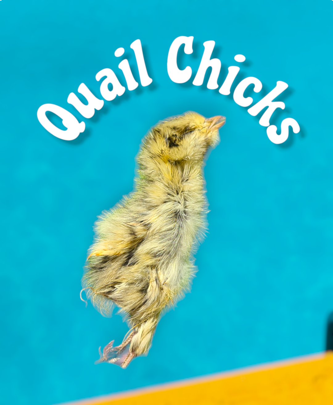 Quail Chicks image 0