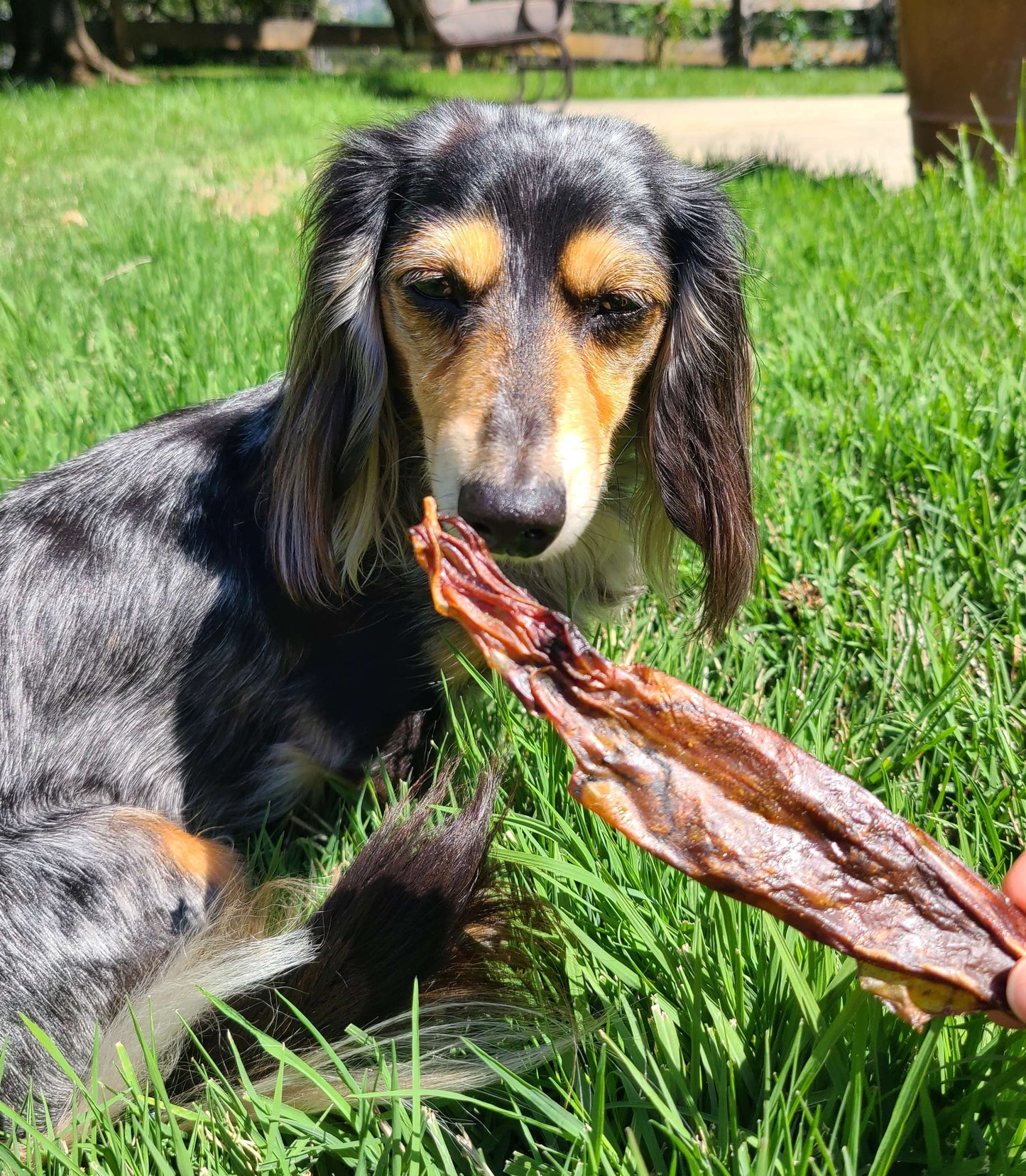 Wild Caught Squid image 2