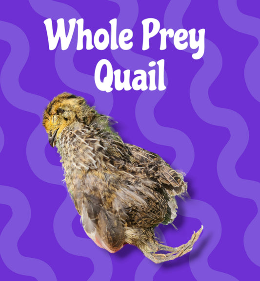 Whole Prey Quail image 0