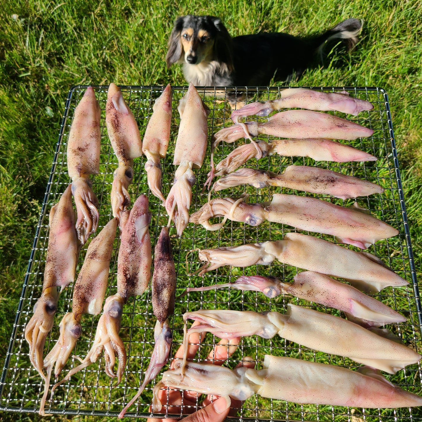 Wild Caught Squid image 1