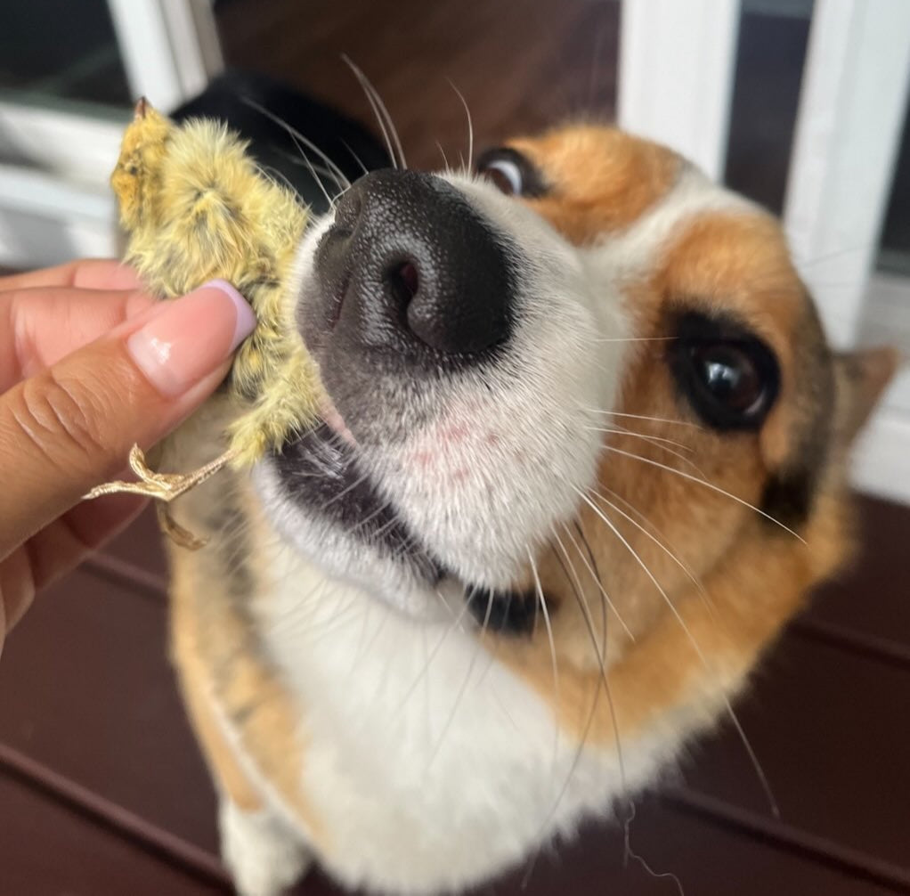 Quail Chicks image 3
