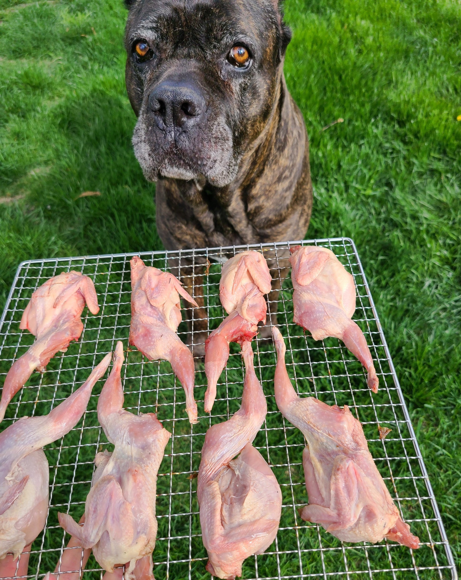 Quail Halves image 2